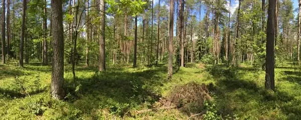 Nadleśnictwo Rajgród nieczynne w piątek 14 sierpnia – ważny komunikat