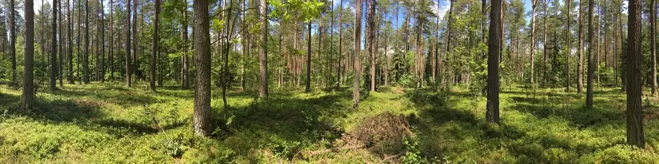 Nadleśnictwo Rajgród nieczynne w piątek 14 sierpnia – ważny komunikat