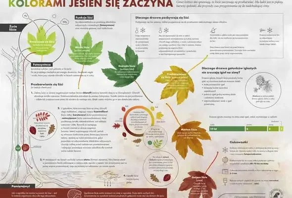 Dlaczego jesienią liście zmieniają kolory? Leśnicy z Rajgrodu tłumaczą